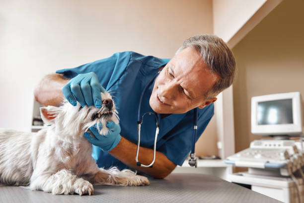 Best Same-Day Emergency Dental Services in North Catasauqua, PA